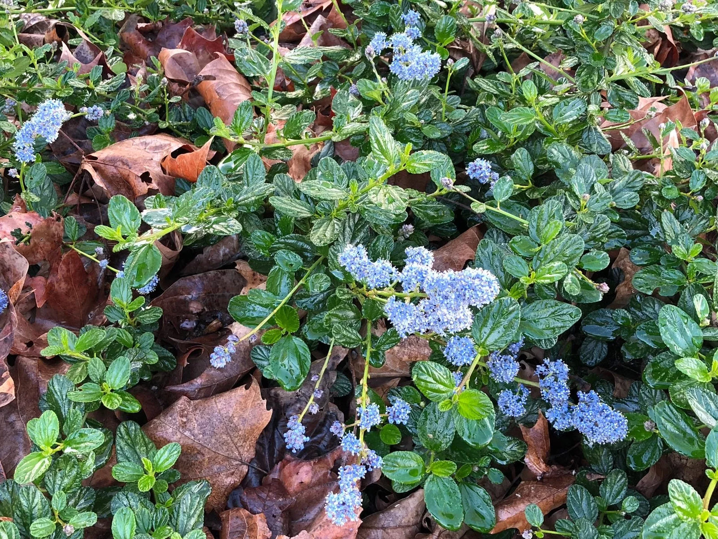 Organic California Lilac Cuttings - Ceanothus Horizontalis - 10 Vines, 6in - Blue Flowers, Drought Tolerant, Pollinator Friendly