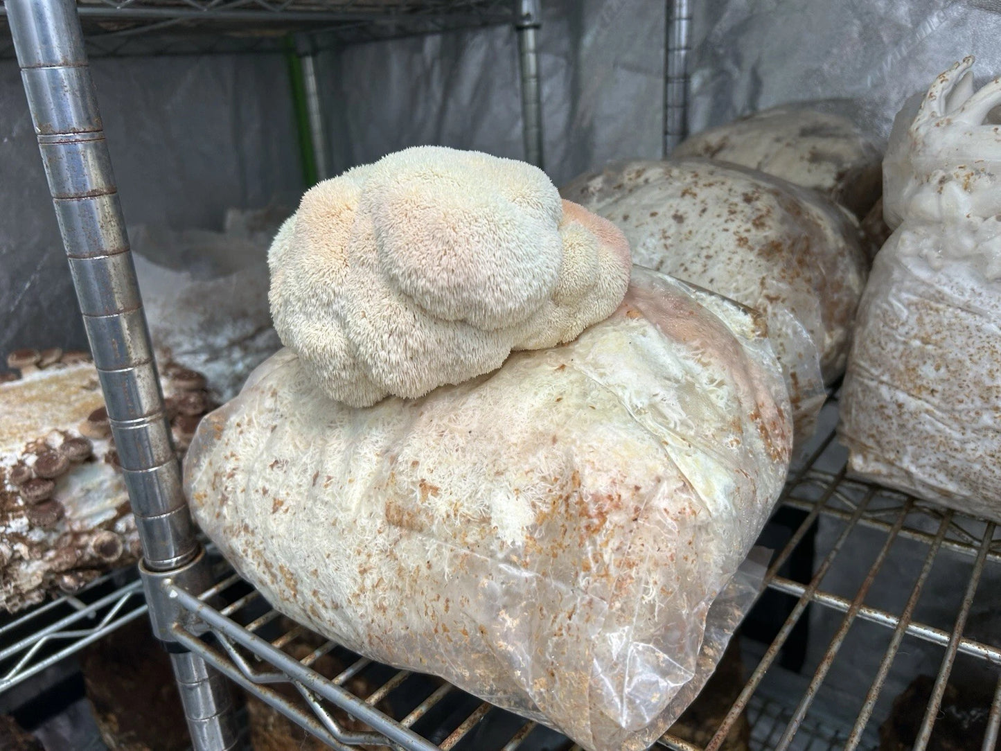 Lion's Mane Mushroom Grow Kit - 5 LB Fruiting Block - H. erinaceus - Easy Home Cultivation