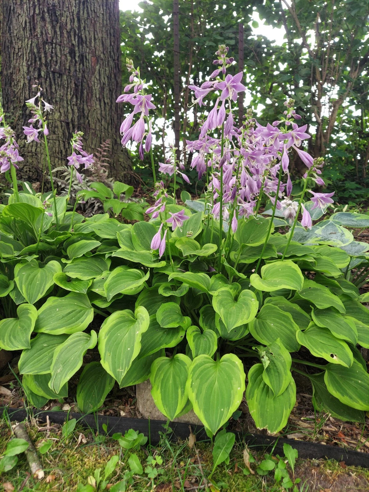 Golden Tiara Hosta Live Plant - Smaller Bare Root Perennial - Hosta Fortunei - Organic Shade Garden Plant