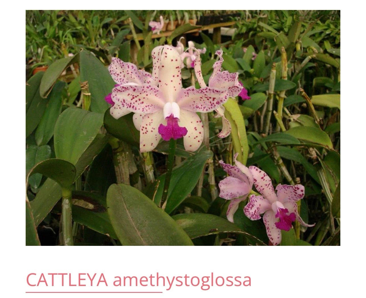 Cattleya Amethystoglossa Orchid Plant - Bare Root - Blooming Size - Brazilian Species
