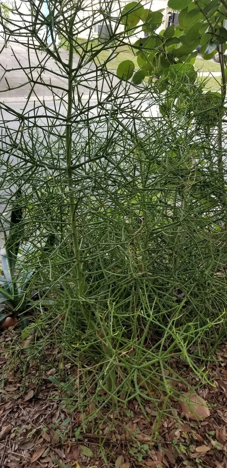 Euphorbia Cuttings - 10 Fire Stick Pencil Cactus Cuttings - 5 Inch Each - Euphorbia tirucalli - Easy Grow Succulent