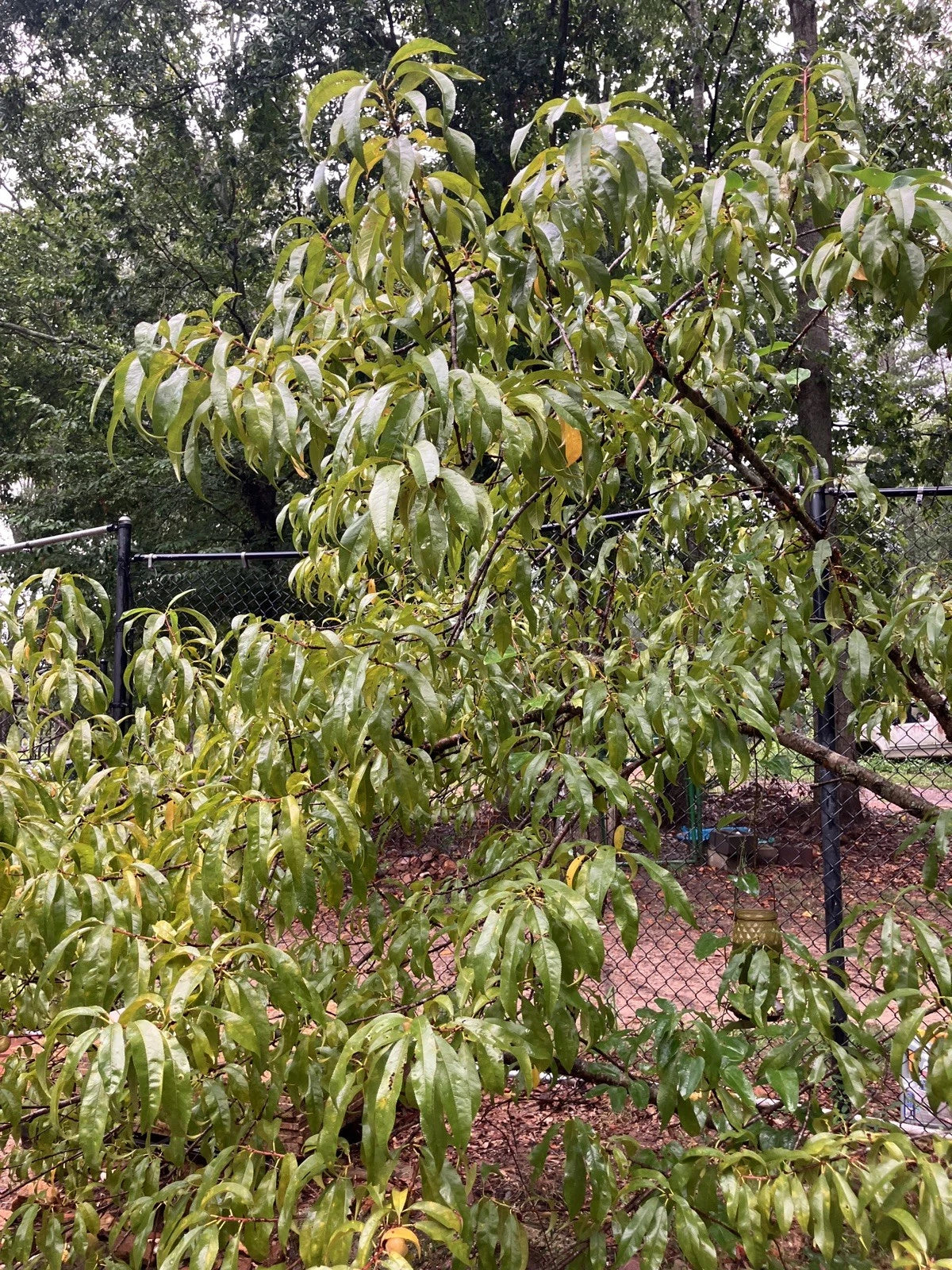 Dwarf Peach Tree Cutting - Bonfire Patio Variety - Prunus - Live Outdoor Fruit Plant for Spring Planting