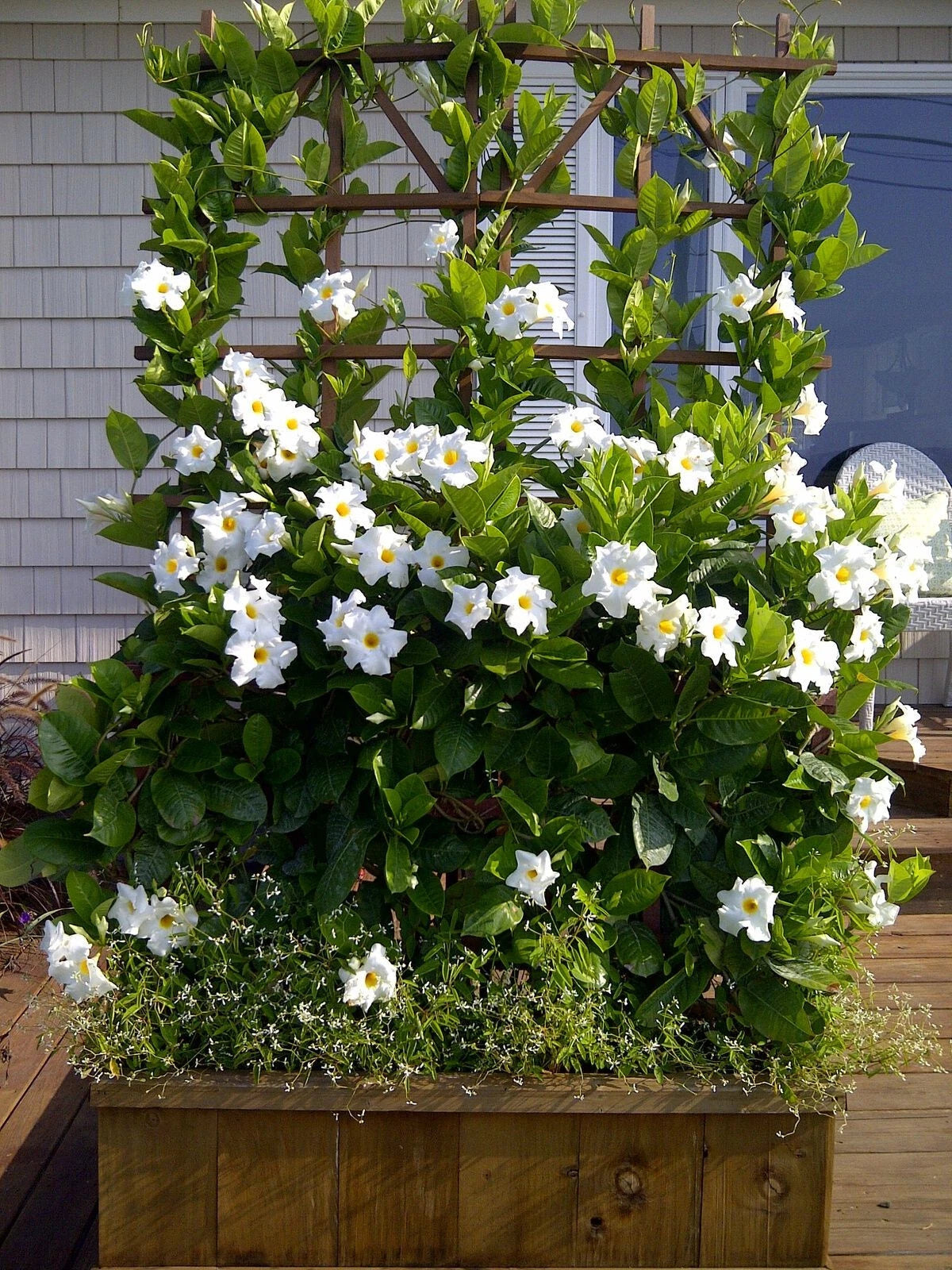 White Mandevilla Vine Live Plant - 8+ Inches Bare Root - Mandevilla sanderi - Fast Growing Flowering Climber for Garden Decor