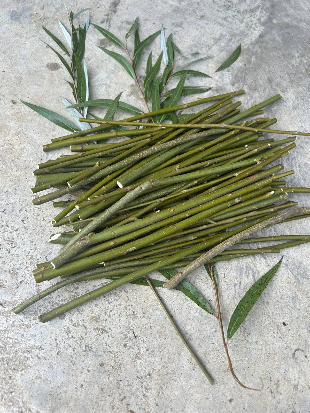 50 Hybrid Willow Tree Cuttings | Fast Growing Willow Twigs | Salix Hybrid