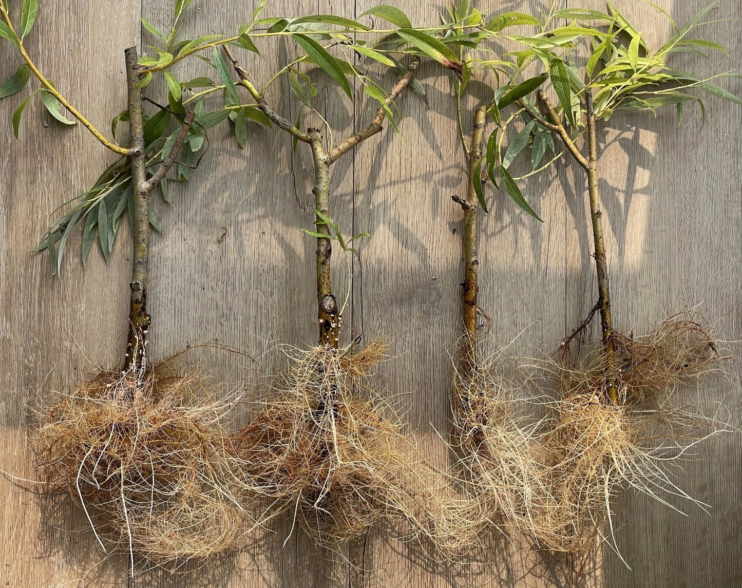 Rooted Cuttings of Black Weeping Willow Trees - Salix Nigra Pre-Bonsai - Fast-Growing 12" Cuttings for Unique Bonsai Gardening