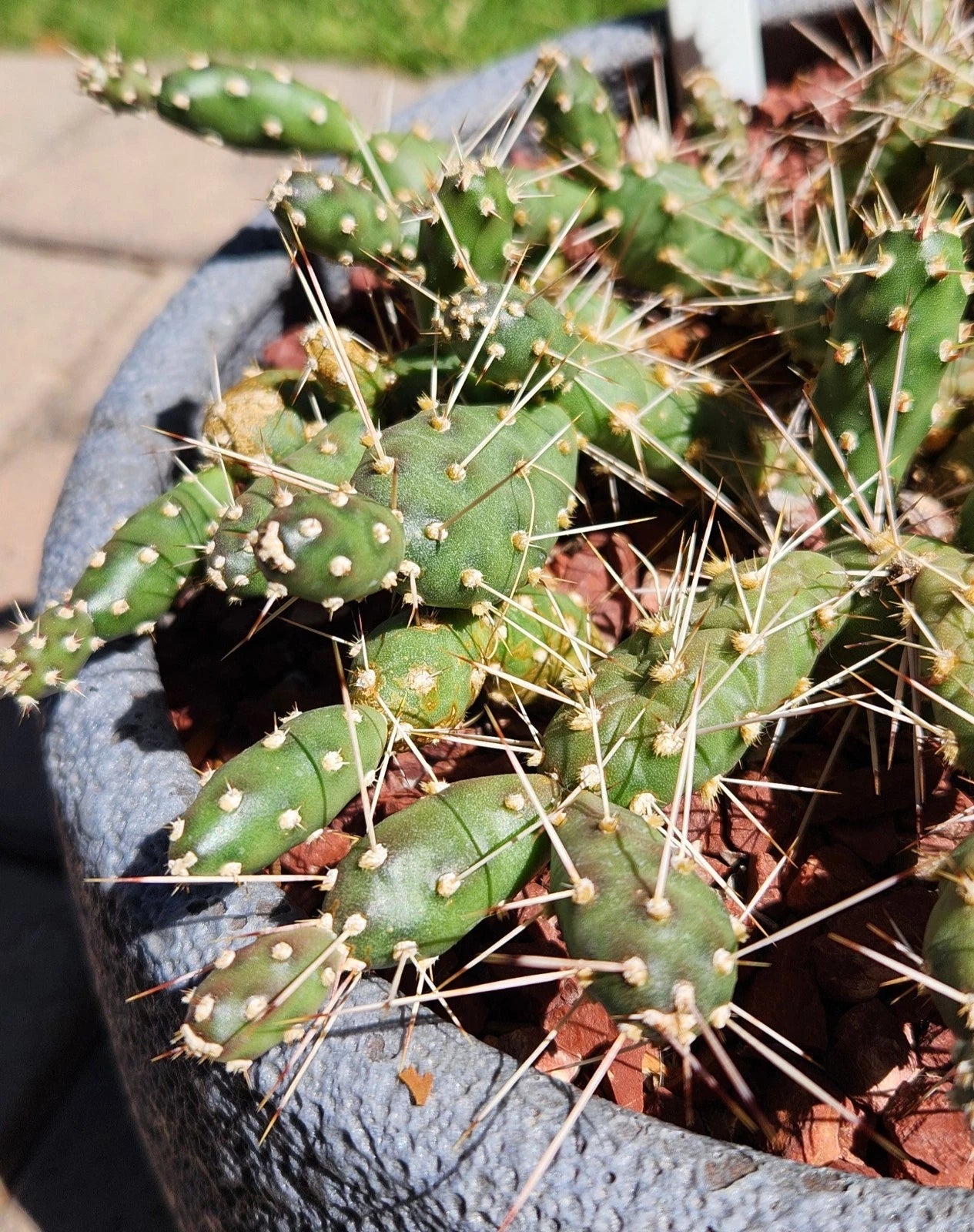 Opuntia Fragilis Cactus Pad Cuttings (3) | Brittle Prickly Pear | Flagstaff Arizona | Low Water, Full Sun | Opuntia Fragilis