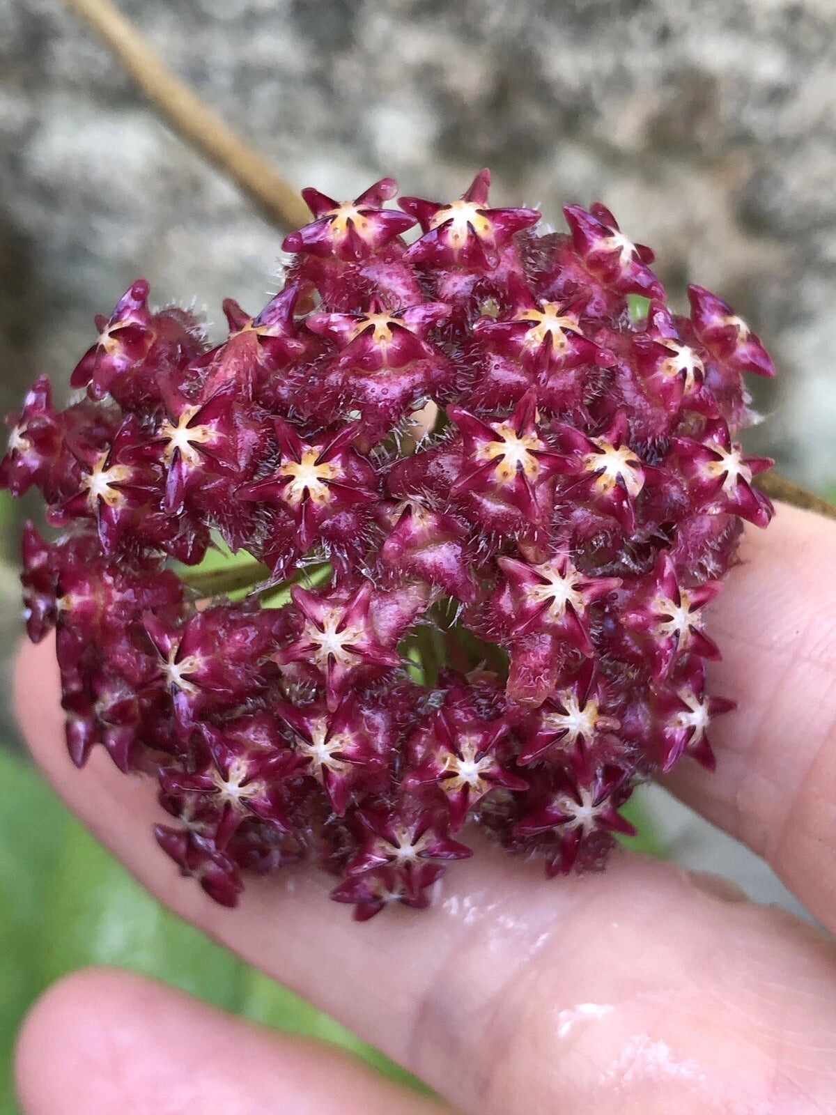 Hoya Mindorensis Purple Star Plant - Rooted with Bright Purple Flowers - Hoya mindorensis