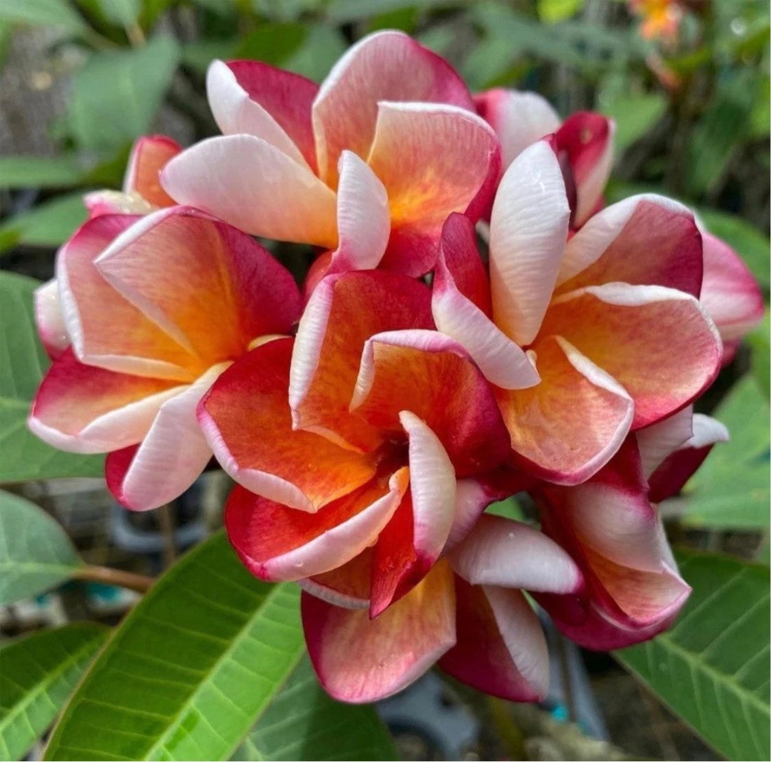 Rooted Plumeria Plant Cutting - 13" Texas Aggie - Fragrant Tropical Flower - Plumeria spp.