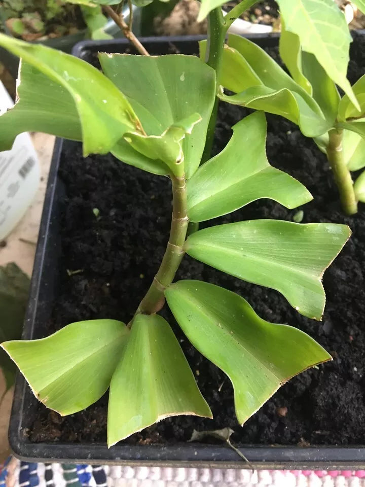 Live Insulin Plant - 1 Spiral Ginger Cutting - Costus Igneus - Medicinal Anti-Diabetic - Fresh Rooted Plant for Diabetes Care