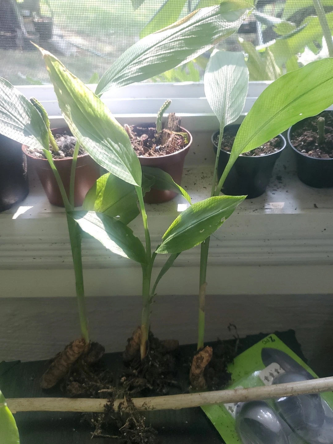 Organic Yellow Turmeric Plant Seedling 10" - Curcuma longa - Healthy Clumping Growth, Perfect for Indoor/Outdoor Use