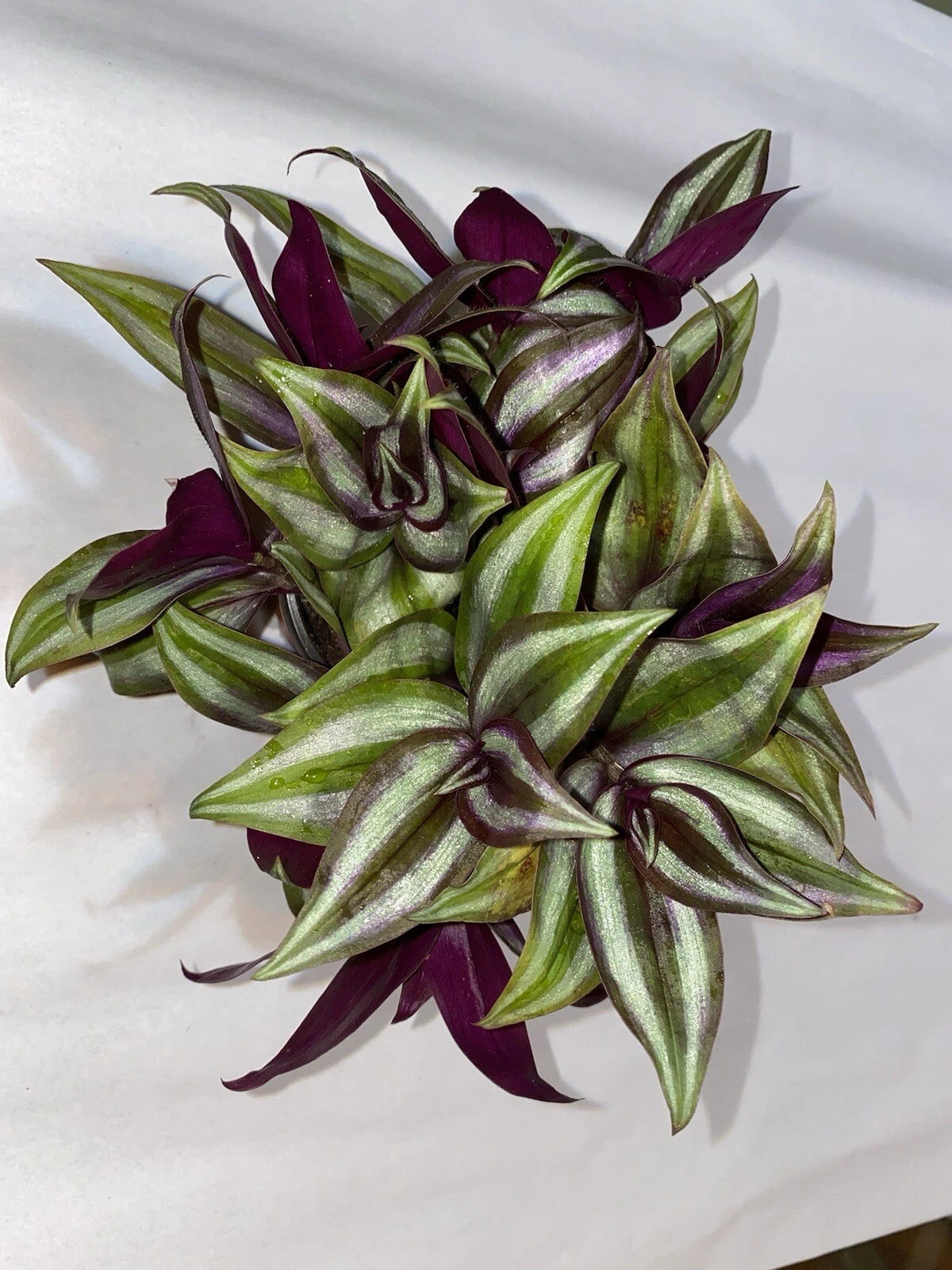 Wandering Jew Plant Cuttings (10 Rooted) - Purple/Green Leaves - Tradescantia zebrina - Easy Care Houseplant