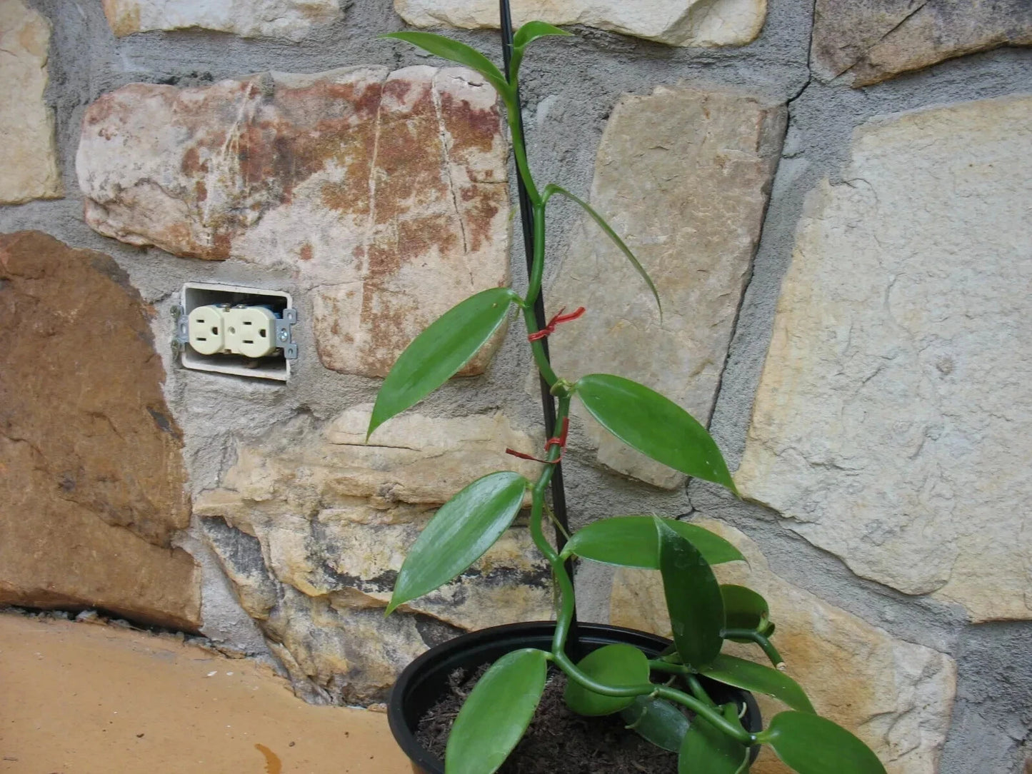 Rooted Vanilla Plant 6" - Vanilla planifolia 'Variegata' - Unique Variegated Leaves, Perfect for Home and Garden