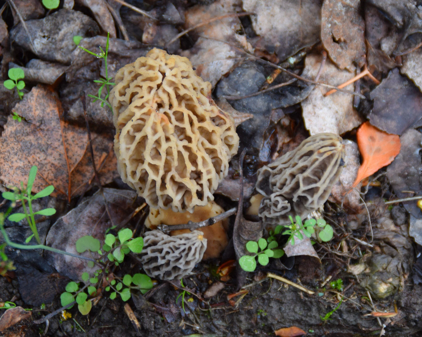 Morel Mushroom Grow Kit - Easy Home Gardening Kit for Gourmet Mushrooms - Morchella spp. - Perfect for Summer Cultivation