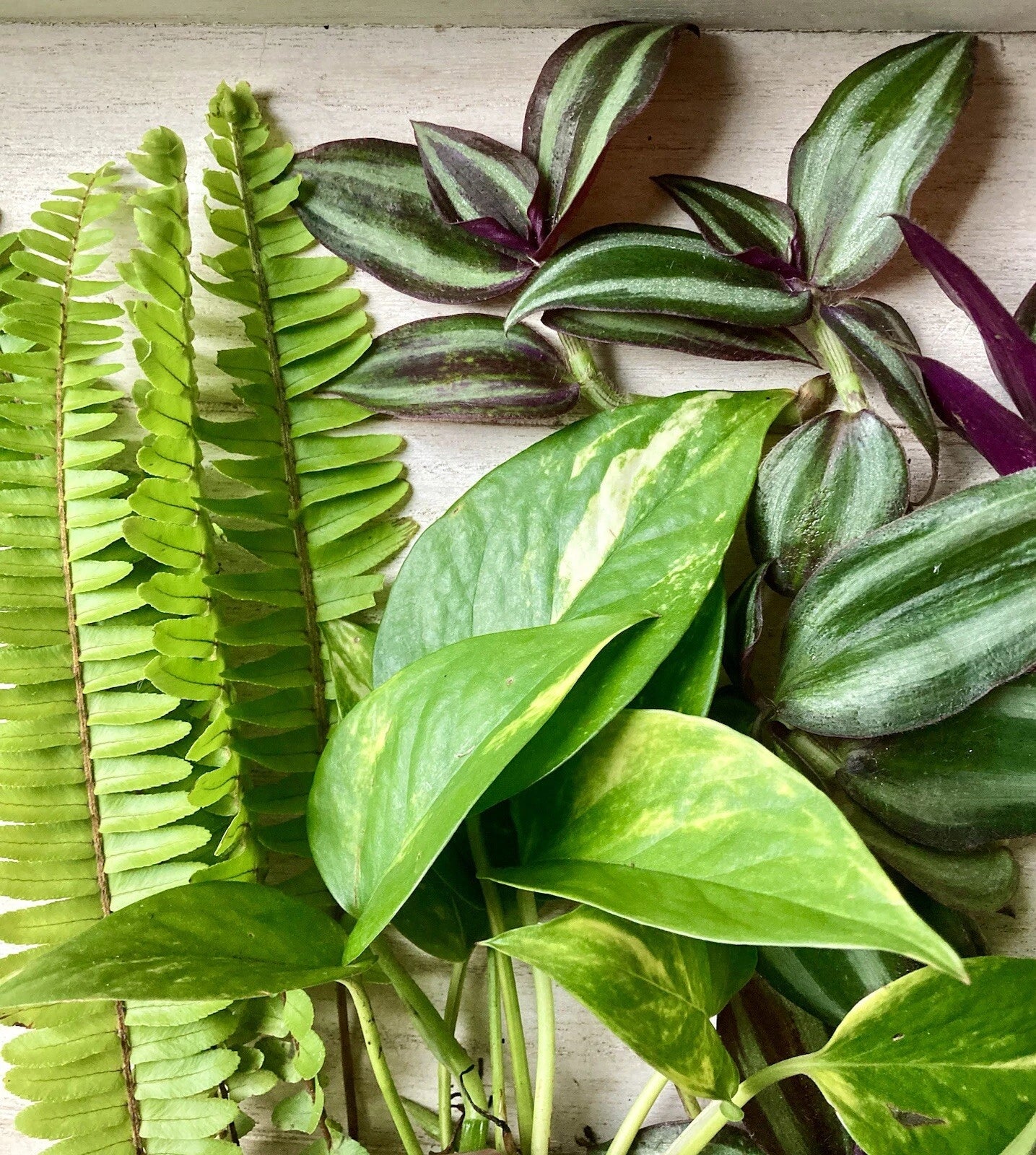 Rooted Plant Cuttings - 15 Cuttings - Pothos, Wandering Jew, Ferns - Healthy & Ready to Grow