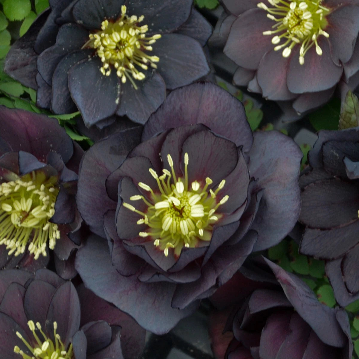 Hellebore Perennial Plant 5.25" Pot 'Dark and Handsome' Lenten Rose Helleborus hybrid