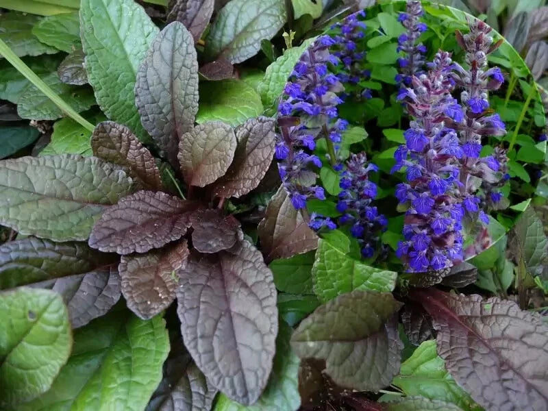 Ajuga Bugleweed Ground Cover - Burgundy 25 Live Young Plants - Ajuga reptans - Deer Resistant, Evergreen Perennial