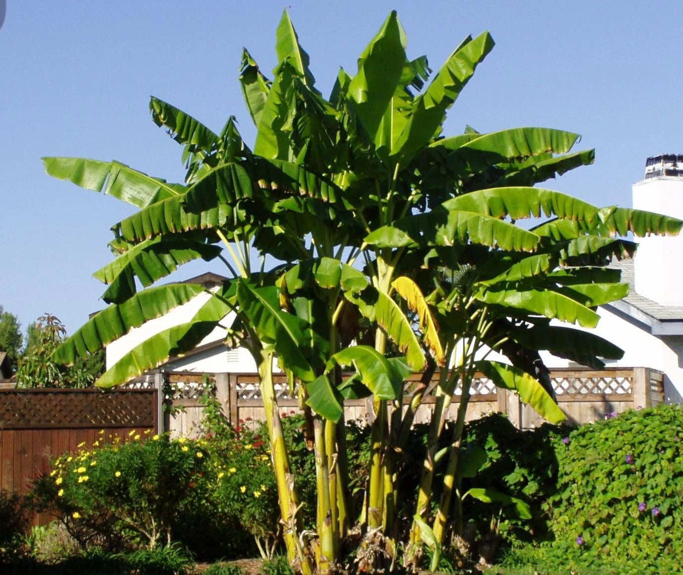 Cold Hardy Banana Tree Starter Plant - Small Rooted Musa basjoo - 3-12 Inches - Well Rooted Baby Plant for USDA Zones 4-10