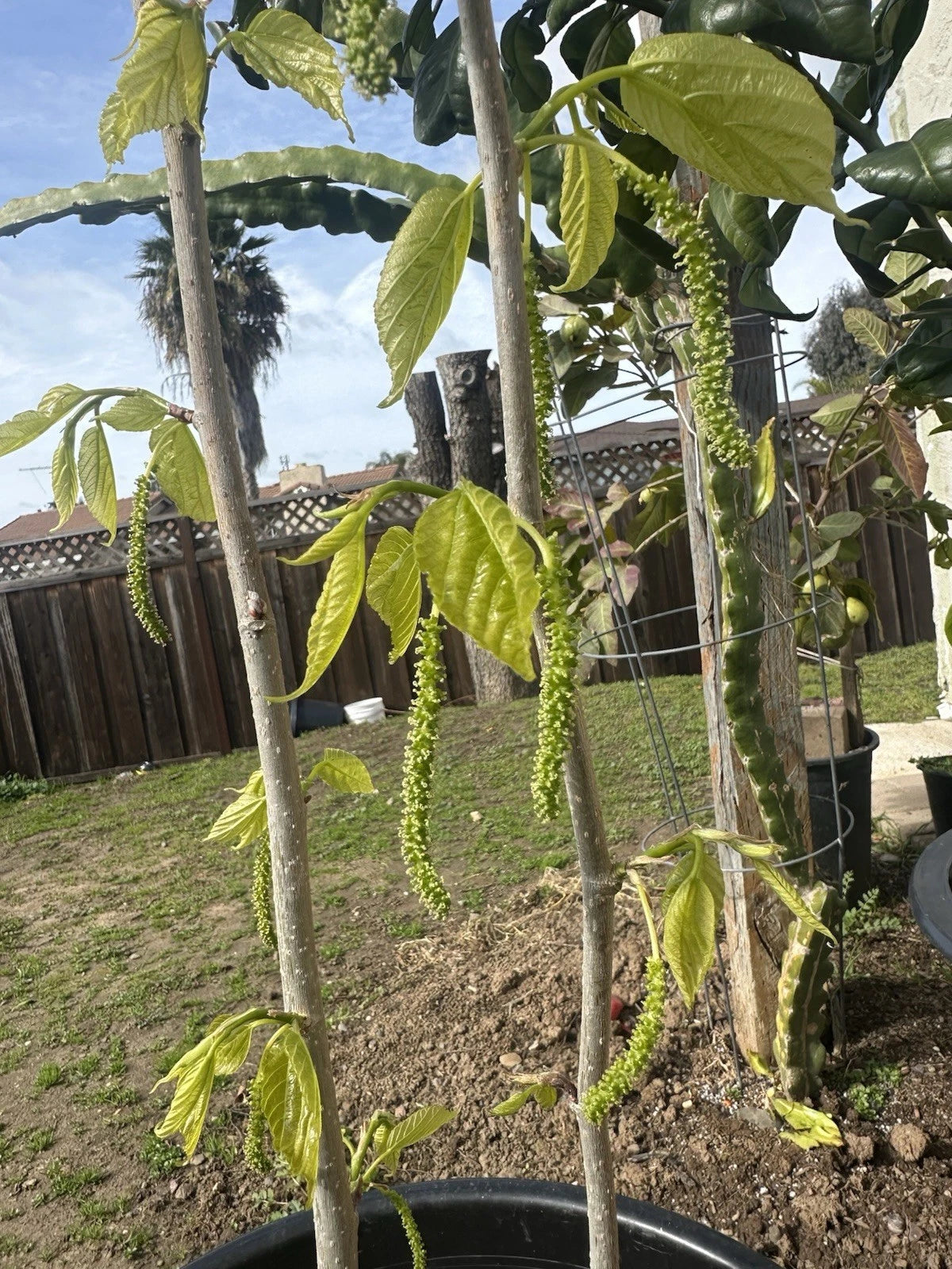 5x Organic Fresh Cuttings Red Taiwanese Mulberry for Grafting - 6 Inches - Morus alba var. rubra