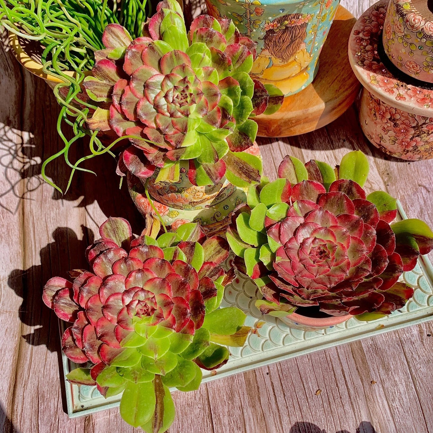Rare Live Succulent Plant Set - Aeonium Hakuhou - Pink-Tinted Green Leaves - No Soil Pot - Wedding Favors - Indoor Decor