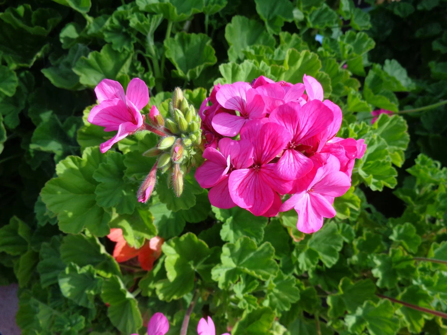 Fragrant Pink Flower Geranium Cuttings - 10 Pack, Hardy Geraniums (Pelargonium) for Easy Care, USDA Zone 5-10