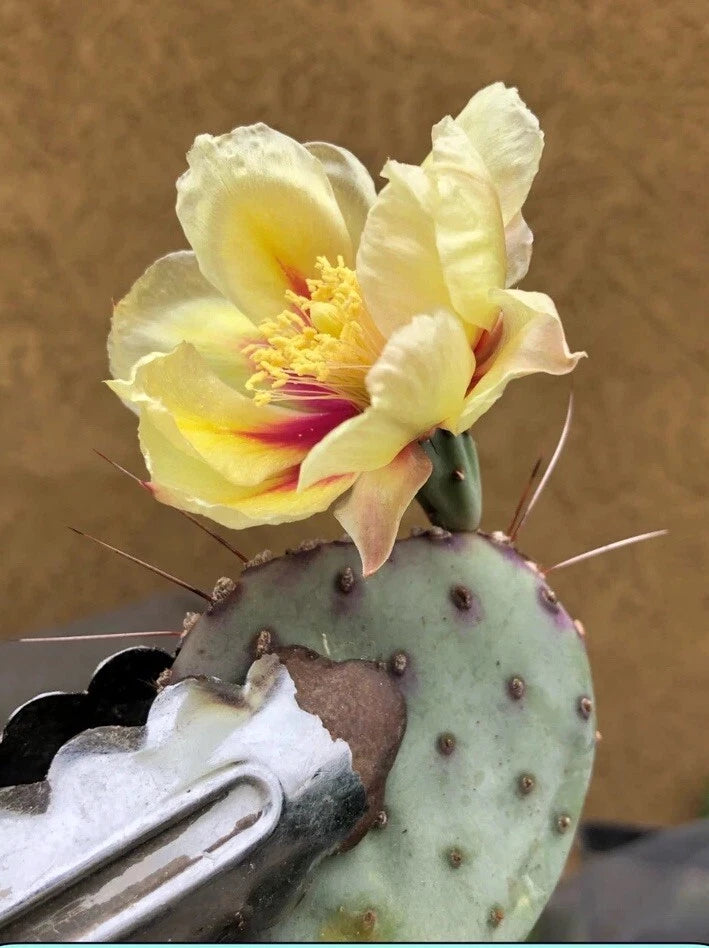 Opuntia Santa Rita Purple Prickly Pear Plant - 3” Tall Bare Root - Yellow Bowl Shaped Flowers - Opuntia engelmannii