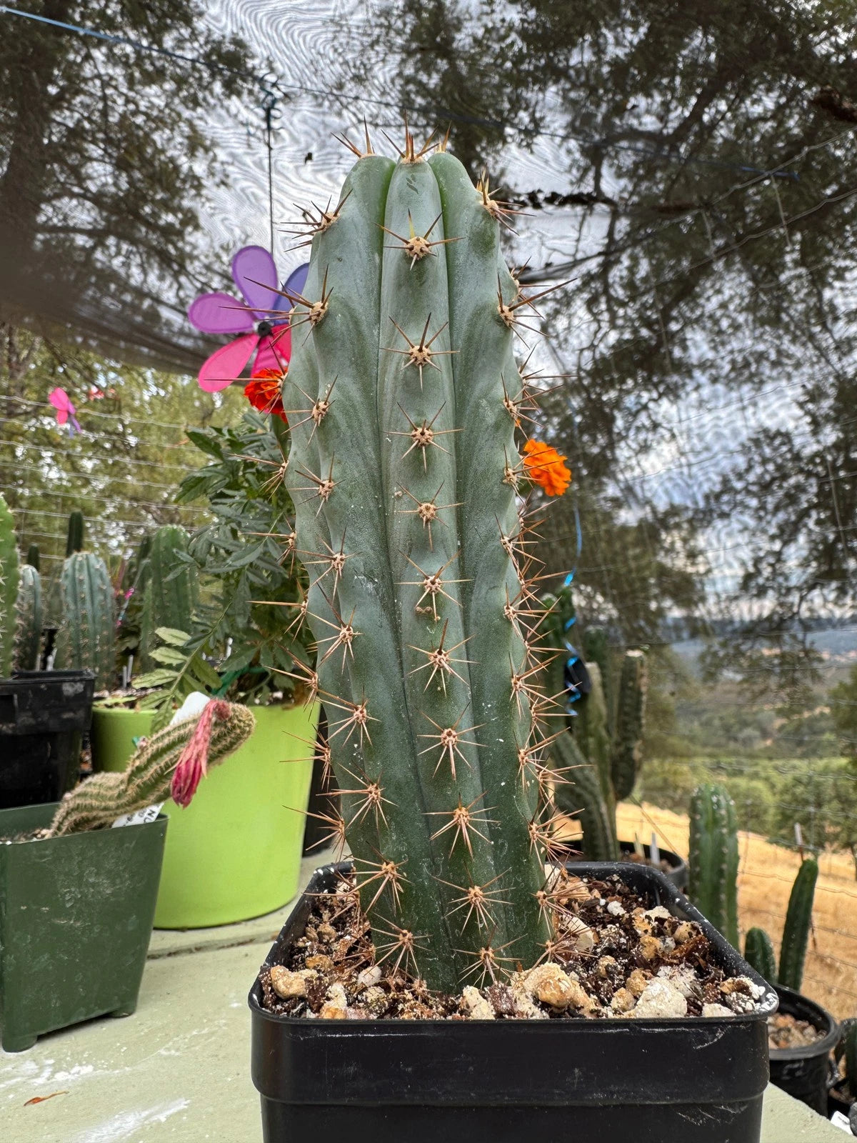 Echinopsis Martin X Matucana Yearling - 7 in Bare Root Plant - Cactus Succulent (Stock #0360)