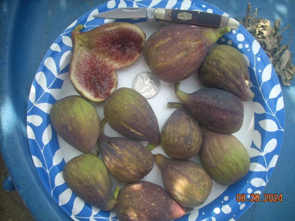 Fig Tree Cuttings Set of 5 | Longue D'Aout Variety | Delicious Large Fruits | Self-Fertile | Ficus carica