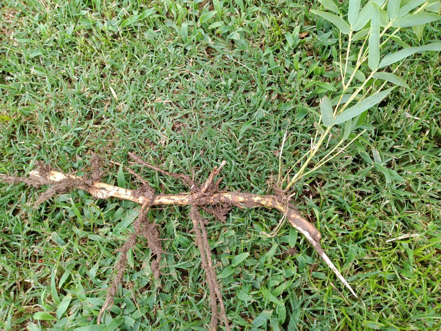 Live Bamboo Roots - 6pc Set - MOSO Hardy Bamboo - Fast Growing Rhizomes (Phyllostachys edulis) for Privacy & Shade