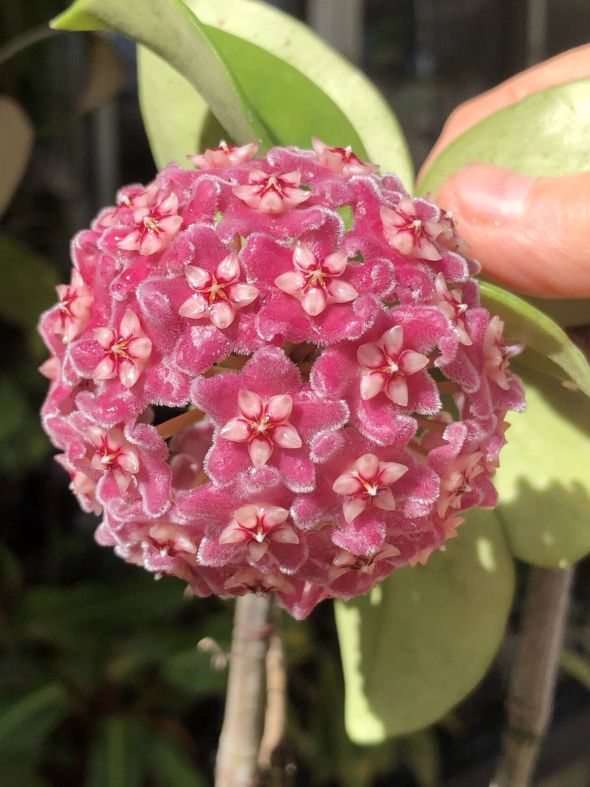 Hoya Carnosa Rooted Plant | Big Pink Flowers | Carnosa Hybrid | Hot Pink Blooms | Houseplant for Indoor Garden