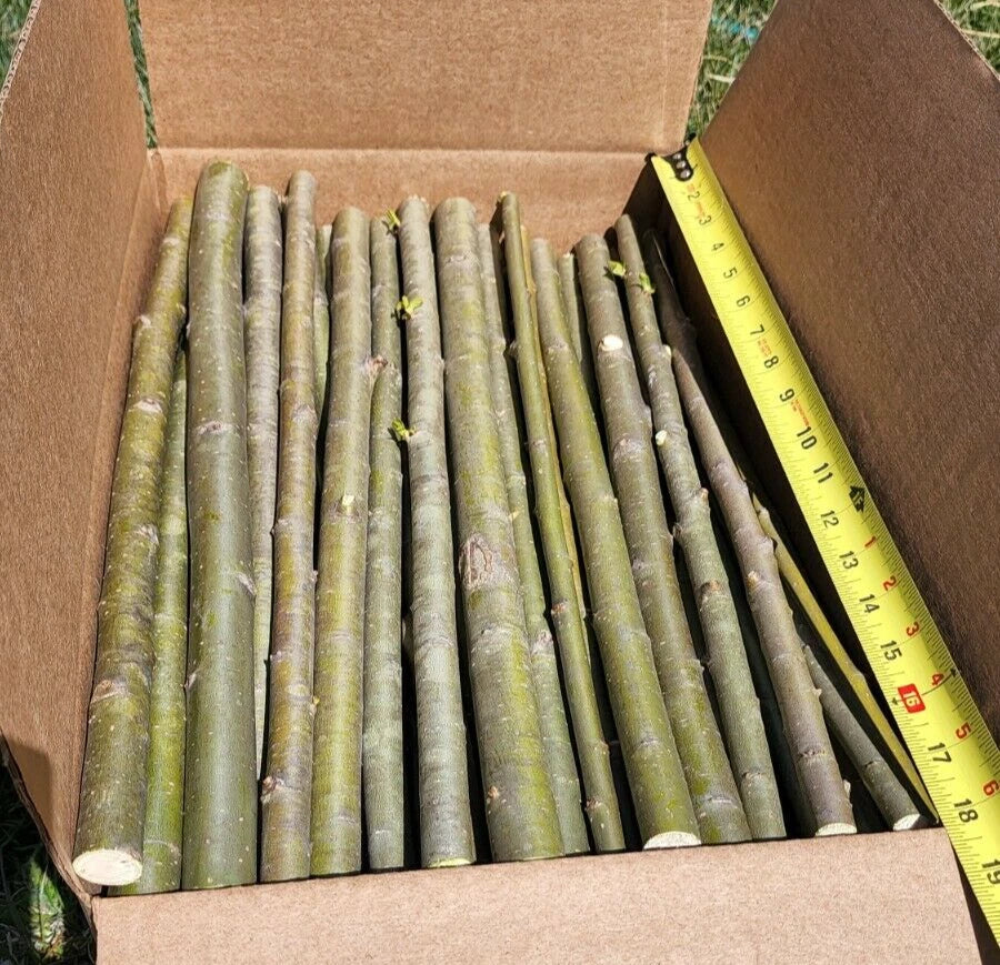 HUGE Thick Austree Hybrid Willow Cuttings 18 Inch Salix Alba x Salix Matsudana for Direct Planting - 15 Count