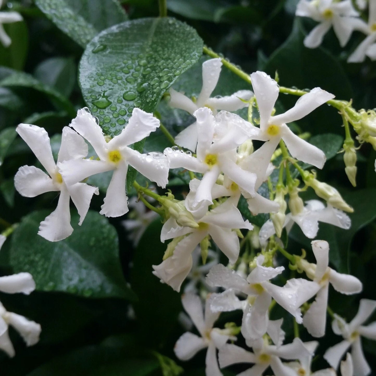 Confederate Star Jasmine Plant - Rooted Starter - Fragrant Vine - Trachelospermum jasminoides - USA Shipments Only