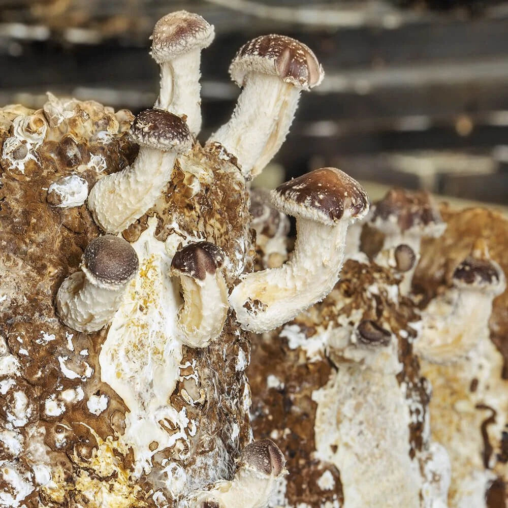 Shiitake Liquid Culture Syringe 12cc - Cold Weather Strain Lentinula edodes for 40-60°F Growing Conditions