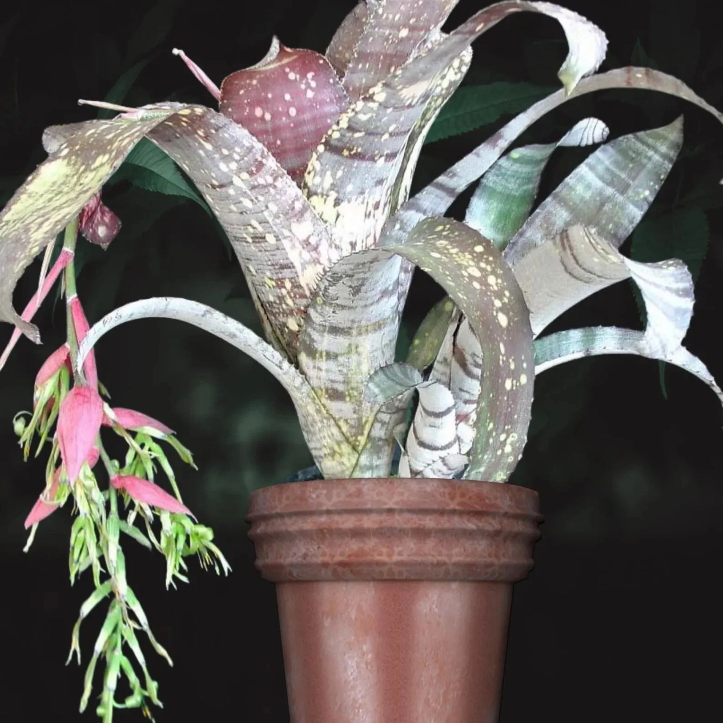 Bromeliad Offset Billbergia 'Bruddah Iz' Hybrid - Tropical Plant by Lisa Vinzant - Bare Root, Hawaiian Variety