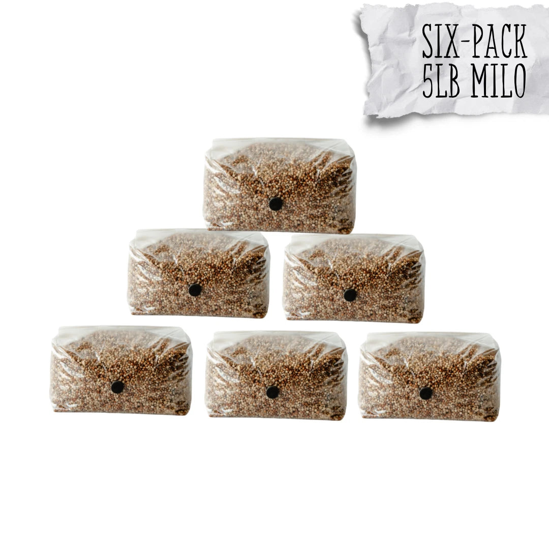 Milo Sorghum Grain Spawn 5lb 6 Pack - High-Quality Mycelium Growth for Mushroom Cultivation - Sterile & Contamination-Free