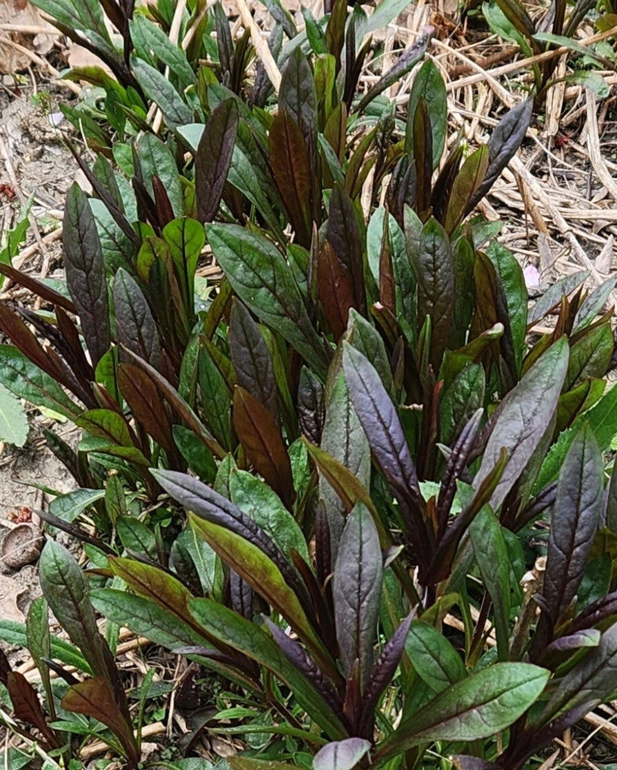 Lot of 10 Bare Root Penstemon Husker Red Perennials - Attracts Hummingbirds & Butterflies - Zones 4-9 - Dry Conditions