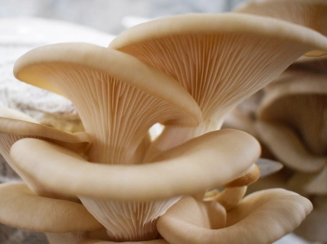 Pearl Oyster Mushroom Liquid Culture Syringe 10-12ml Pleurotus ostreatus - Free Gift Included - Easy to Grow