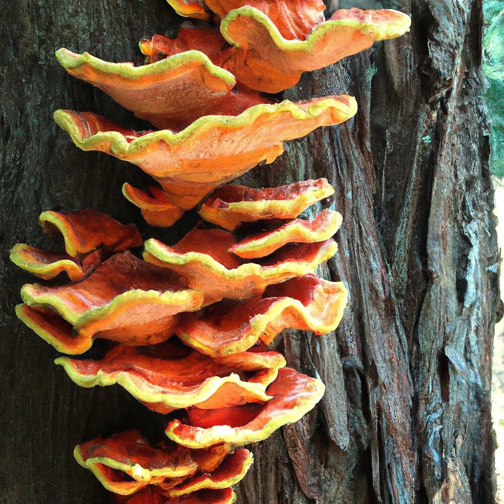 Chicken of the Woods-Conifer Liquid Culture Syringe 12cc - Laetiporus conifericola for Mushroom Cultivation