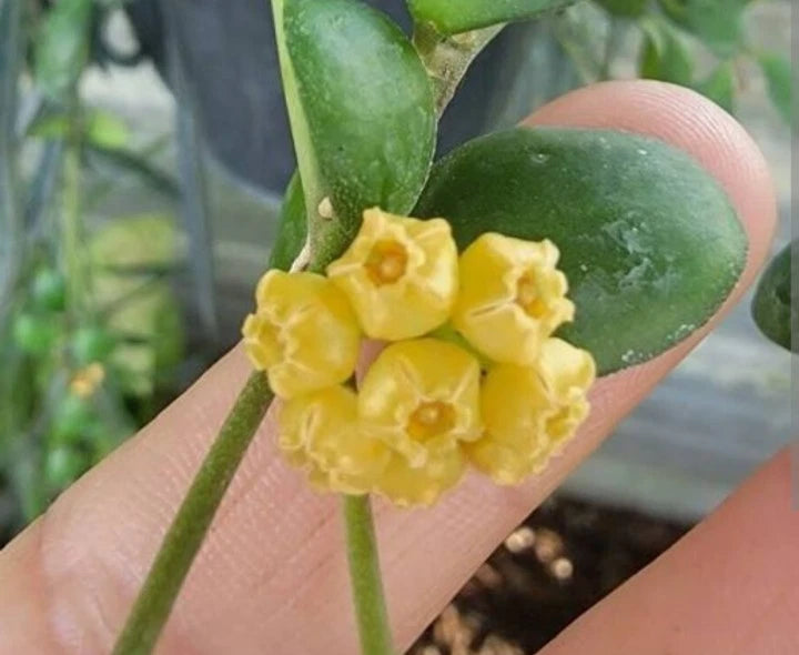 Dischidia Geri Live Plant 5" Rooted Vine in 2.5" Pot - Tropical Epiphyte with Glossy Green Leaves, Dischidia ruscifolia Hybrid