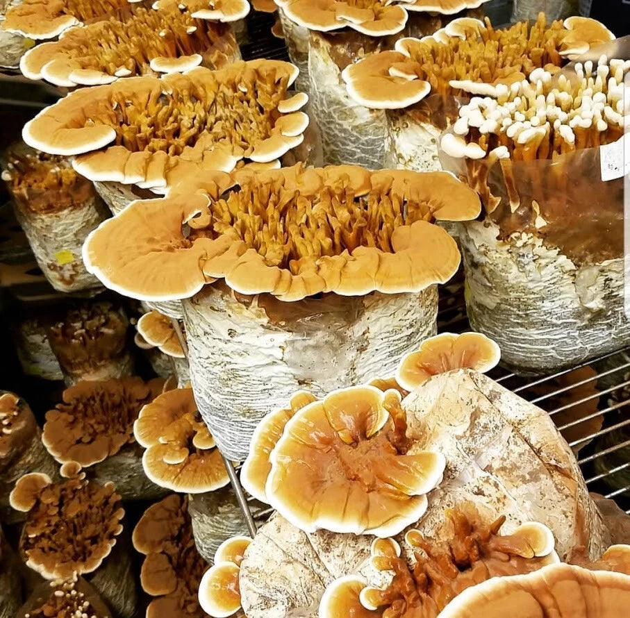 Organic Yellow Reishi Mushroom Grain Spawn 100g+ - Gourmet Medicinal Mycelium for Substrate Cultivation (Ganoderma lucidum)