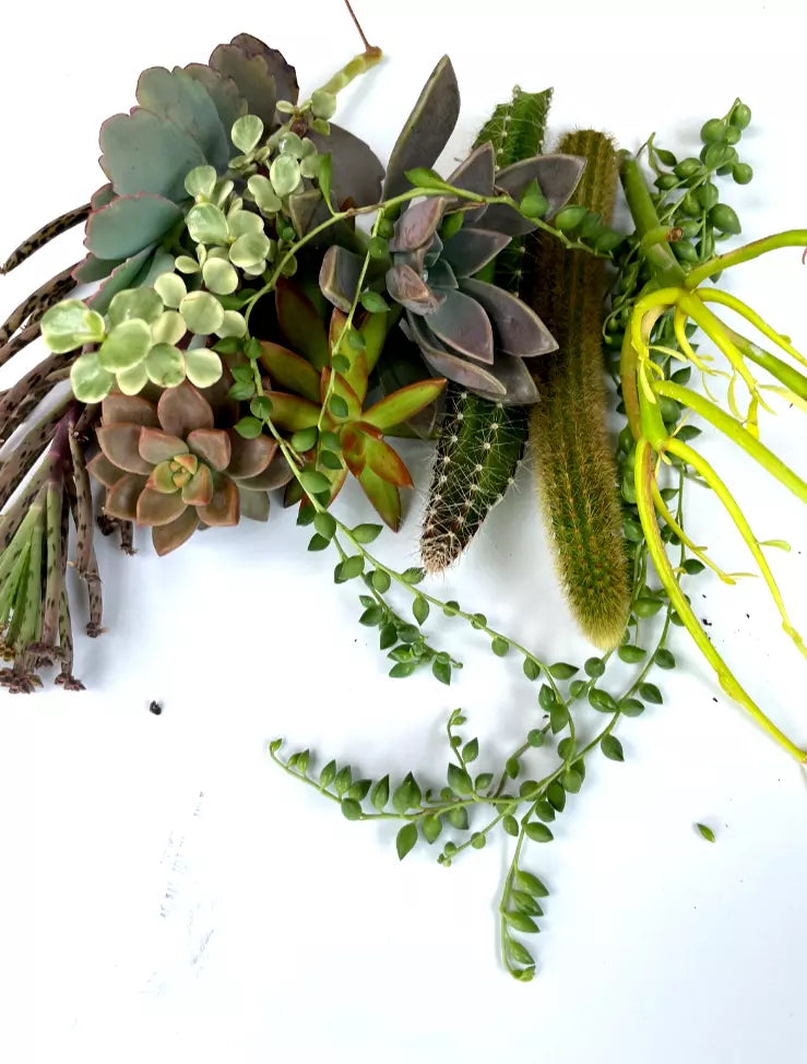 Special Varieties Succulent Cuttings - String of Pearls, Ruby Necklace, Pencil Cactus & More - Echeveria, Kalanchoe, Rhipsalis