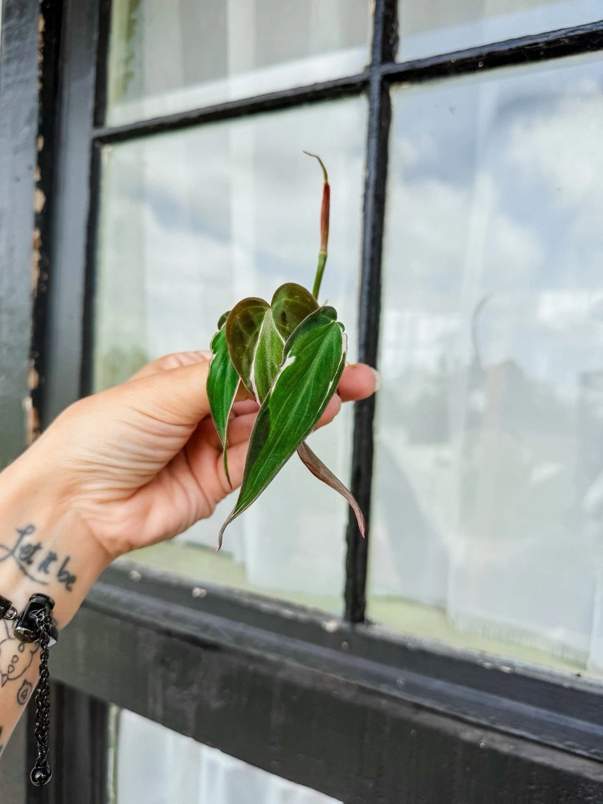 Philodendron Micans Variegated Cuttings - 3 Node 3 Leaf "Velvet Halo" - Ideal for Plant Propagation and Houseplant Collection