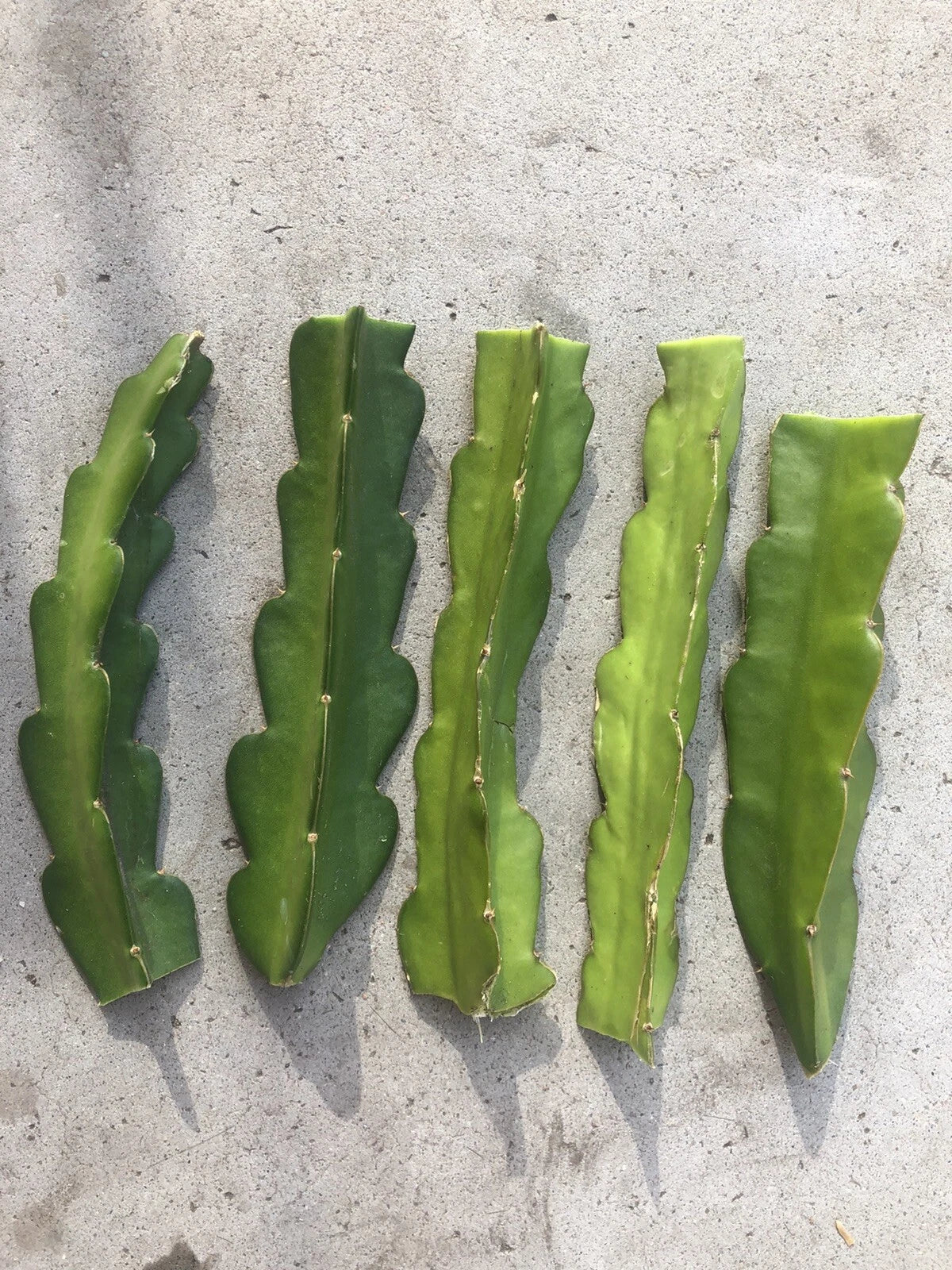 5pcs Red Dragon Fruit Cuttings 6”-8” Sweet RED Pitaya (Hylocereus undatus) Easy to Grow, No Roots, Pink Skin, Dark Pink Flesh
