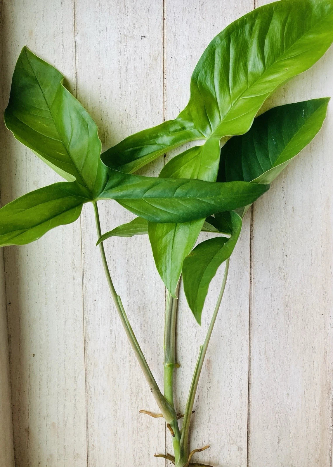 Live Plants - 15 Rooted Arrowhead Cuttings - Healthy & Fresh Plant Cuttings - Syngonium podophyllum