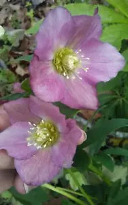 10 LENTEN ROSE Flower Plants Pink Mauve Mixed Color Perennials HELLEBORES