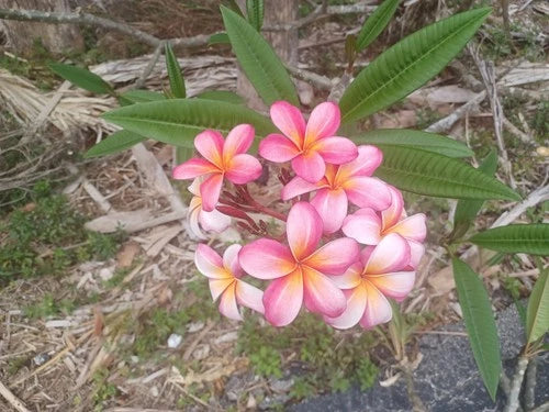 Plumeria Cuttings 8-10 inch Mystery Variety - Frangipani Flowers - Ideal for Gardens and Outdoor Spaces
