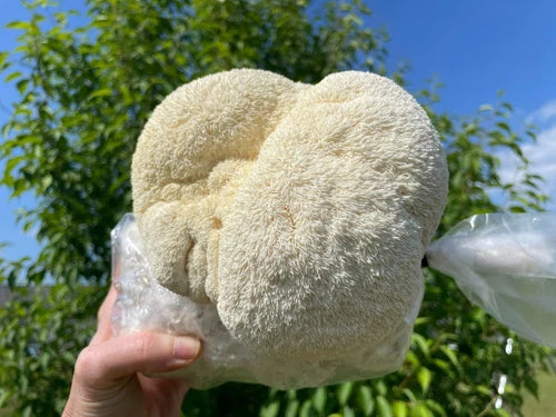 Lions Mane Mushroom Grow Kit | Ready to Fruit Block Bag | Fully Colonized & Hydrated | Hericium erinaceus