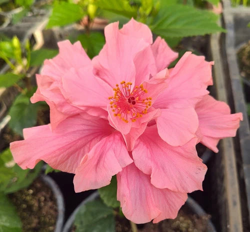 Hibiscus Rooted Live Starter Plant Plug - Double Pink Flower Perennial - Hibiscus rosa-sinensis