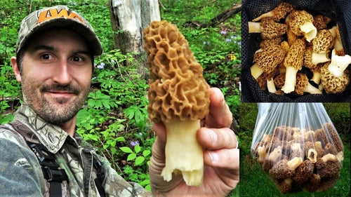 Morel Mushroom Spores Grow Kit - Jumbo Sawdust Bag, Morchella Strain, 100-110g - Grow Fresh Morel Mushrooms at Home