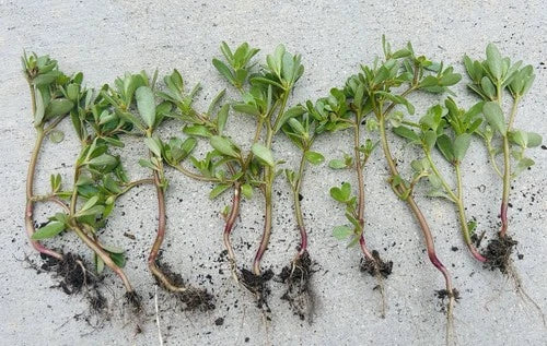 Edible Purslane Live Plant Bundle - 10 Organic Starter Plants (Portulaca oleracea) - Versatile Garden or Vase Option