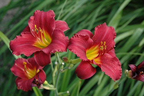 Daylily Ruby Stella 25 Bare Root Plants | Hemerocallis | Colorful Perennial for Gardens | Hardy in Zones 3-9